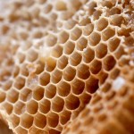 Méhpempő.com