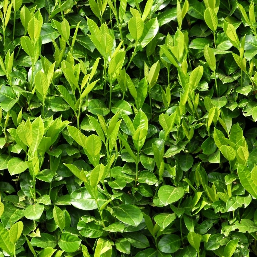 eladó babérmeggy